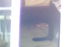 La charmante Abella  ...